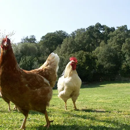 Agroturismo Li Pireddi *