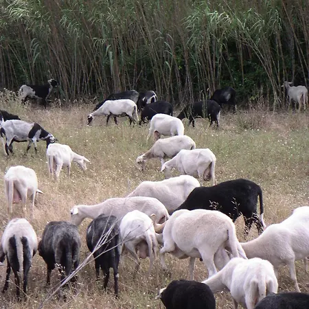 Li Pireddi Agroturismo